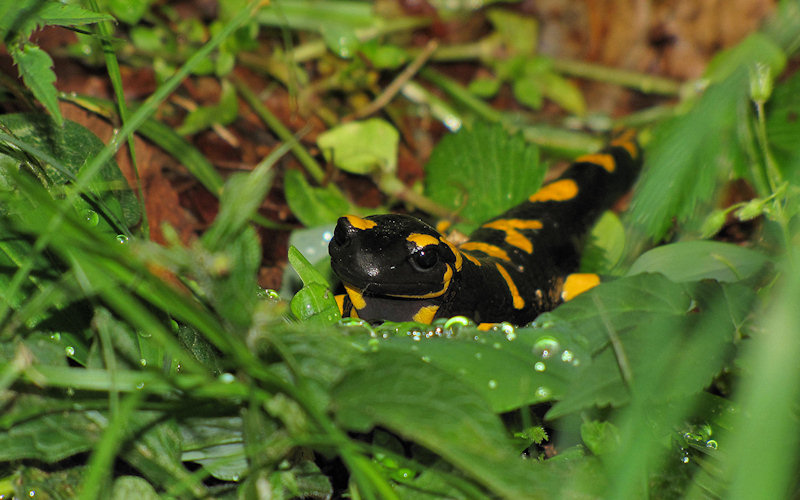 Salamandra salamandra